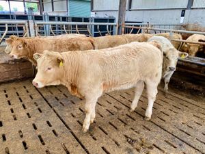 10 Savage Heifers - Image 3