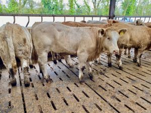 10 Savage Heifers - Image 4