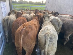 20 Limestone Bullocks - Image 2