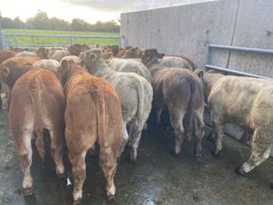 20 Limestone Bullocks - Image 3