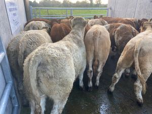 20 Limestone Bullocks - Image 4