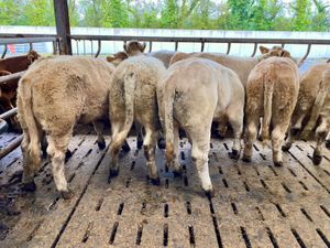 10 Savage Heifers - Image 4