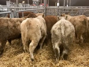 8 Smashing Bulls - Image 4