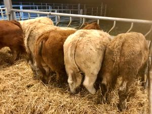 8 Smashing Bulls - Image 2