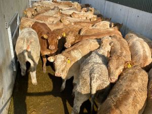 Charolais Heifers - Image 3