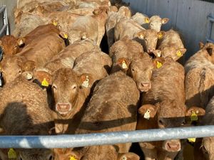 Charolais Heifers - Image 2