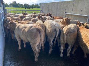 50 Charolais Heifers - Image 3