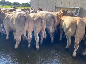50 Charolais Heifers - Image 4