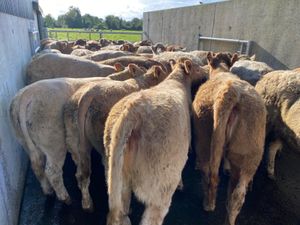 Charolais Heifers - Image 2