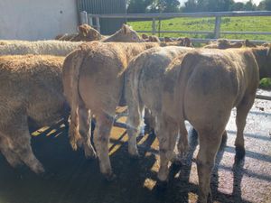 Charolais Heifers - Image 4