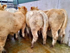 420kg U Grade Bullocks Charlois - Image 4