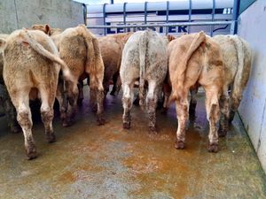 420kg U Grade Bullocks Charlois - Image 2