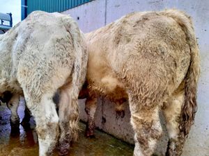 420kg U Grade Bullocks Charlois - Image 3