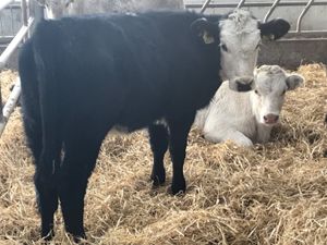 Cheap Heifers - Image 3