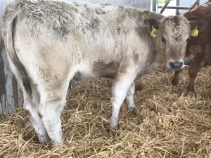 Cheap Heifers - Image 2