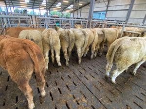 Smashing Charolais Bullocks - Image 4