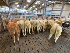 Smashing Charolais Bullocks - Image 3