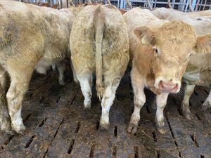 Smashing Charolais Bullocks - Image 2