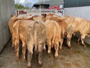 15 Super Bullocks - Image 3