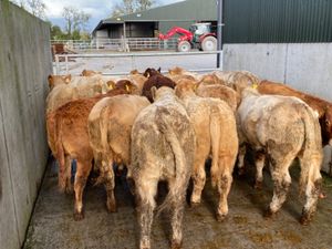 15 Super Bullocks - Image 4