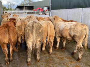 15 Super Bullocks - Image 2