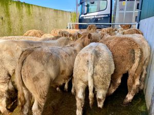 20 Super Charolais - Image 3