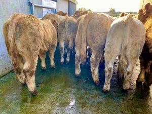 20 Super Charolais - Image 2