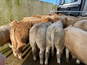 20 Charolais Bullocks - Image 4