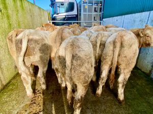 20 Charolais Bullocks - Image 3