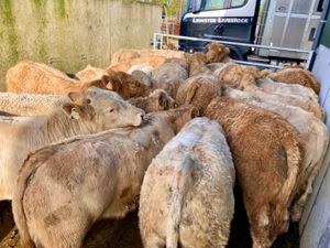 20 Charolais Bullocks - Image 2
