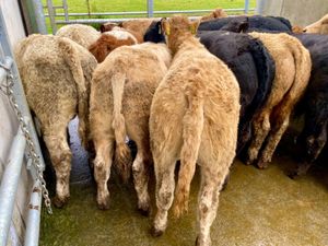 Bullocks €966 - Image 2