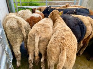 Bullocks €966 - Image 4