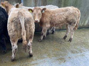 Bullocks €966 - Image 3