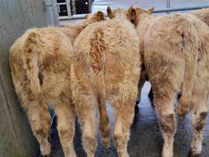 4 Lovely Heifers - Image 4