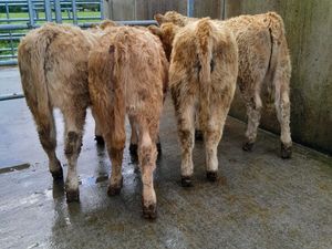 4 Lovely Heifers - Image 2