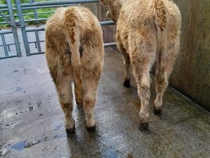 4 Lovely Heifers - Image 3