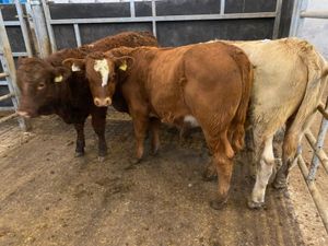 Bulls only €735 - Image 2
