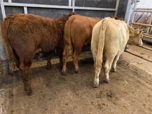 Bulls only €735 - Image 3