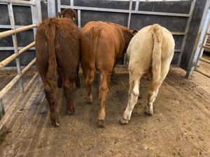 Bulls only €735 - Image 4
