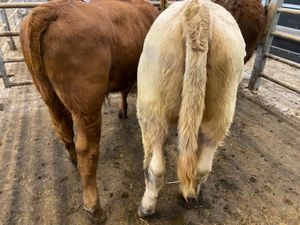 Bulls only €730 - Image 3