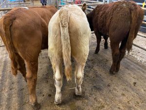 Bulls only €730 - Image 2