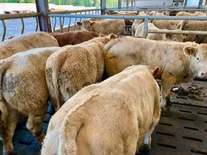Charolais Bullocks - Image 4