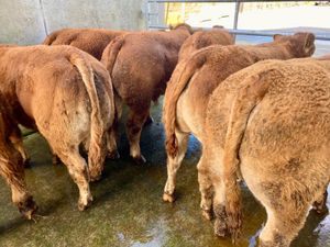 No.10 Bullocks - Image 2