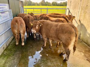 No.10 Bullocks - Image 4