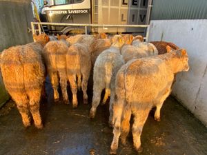 Heifers €890 - Image 4