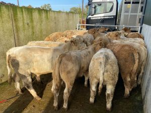 Runner Bulls - Image 2