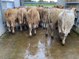 Runner Bulls - Image 4