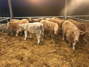 Charolais Heifers - Image 3