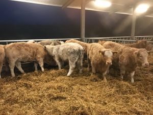 Charolais Heifers - Image 4