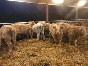 Charolais Heifers - Image 2